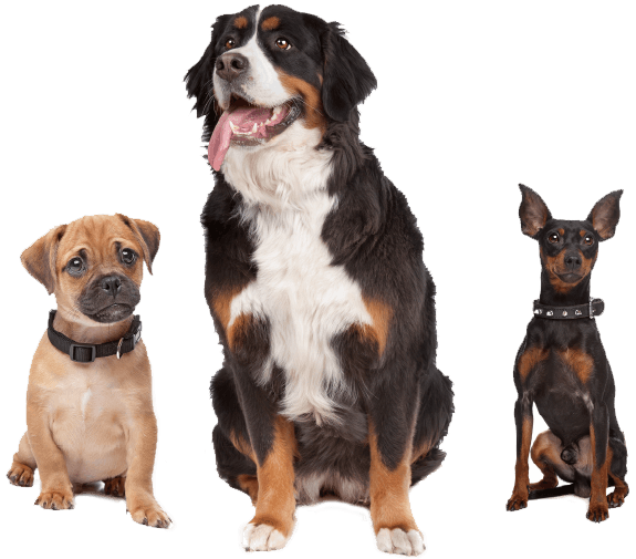 inner_image_01 https://lacorst.com.br/wp-content/uploads/2019/07/inner_image_01.png