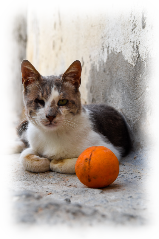 cat_hurt https://lacorst.com.br/wp-content/uploads/2020/08/cat_hurt.png